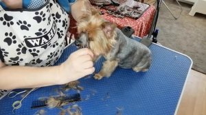 Видео-урок24 по стрижке собак и кошек своими руками. Йорк Рикки продолжение :голова.