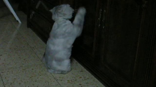 кошка-барабанщик смотреть онлайн