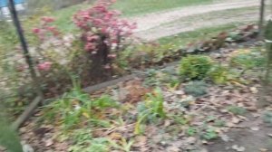 Ракитник подрос , укрываем его на зиму . Cytisus .