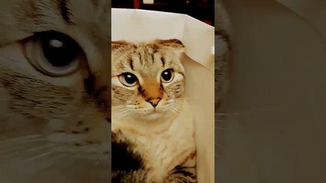 Боря зачем ты в пакет залез
