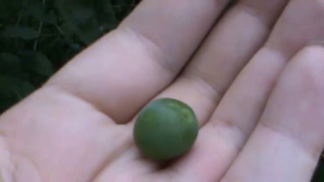 Плоды терна-Терновник.Куст терна.Куст терна обильно плодоносит смотреть онлайн