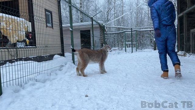 ПРОВОЦИРУЮ РЫСЕЙ НА ОХОТУ / Барханная кошка Глаша просит ласки / Козы напали на ёлку смотреть онлайн