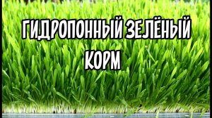 ГИДРОПОННЫЙ ЗЕЛЕНЫЙ КОРМ