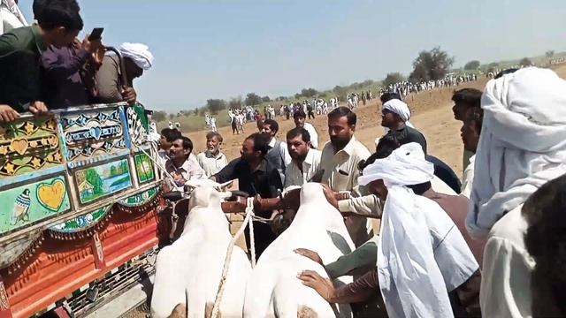 Bull race Nara jand Attock 17/03/2022 смотреть онлайн