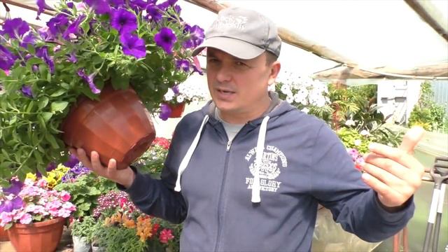 How to grow gorgeous petunia смотреть онлайн