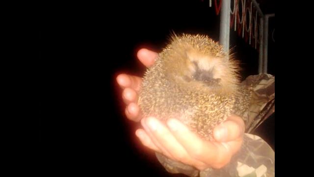 Лесная дача 2018 смотреть онлайн