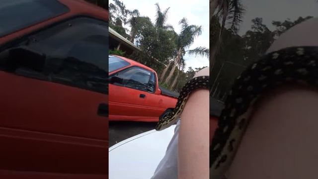 Wild Python смотреть онлайн