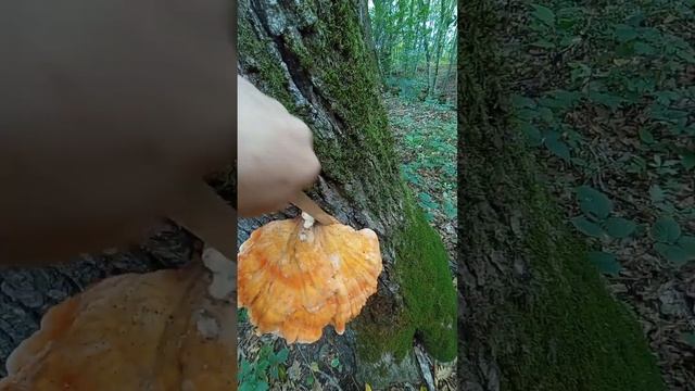 Трутовик серно-жёлтый смотреть онлайн