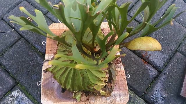 Menanam "Si Eyi" | Tanduk Rusa Ridley | Platycerium Ridleyi | смотреть онлайн