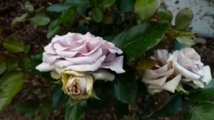 Розы. Августа Луиза, Эдди Митчелл, Парадиз, Амнезия .Сорта подписаны #розы #розычайногибридные