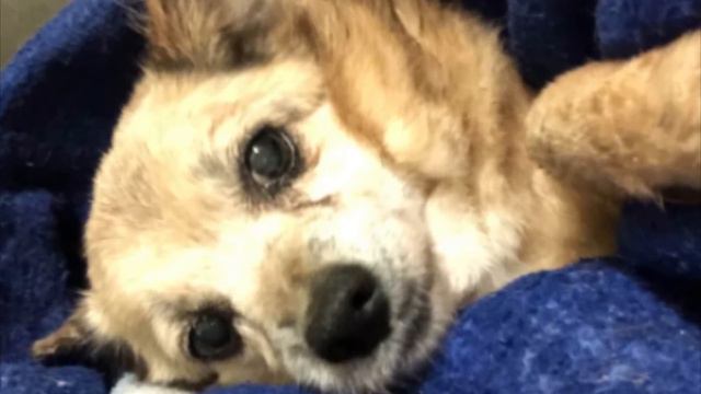 Собачка еле брела по дороге, но не плакала. Она хотела найти семью. смотреть онлайн