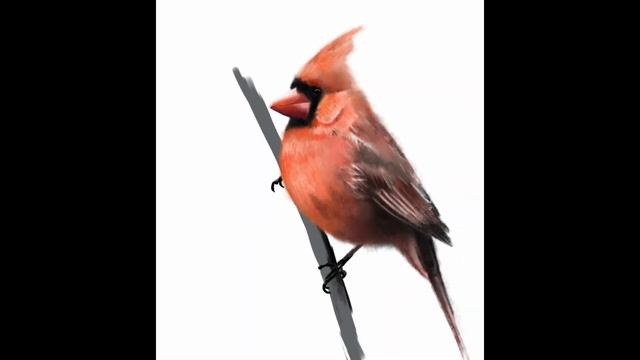 Как нарисовать красного кардинала |How to Draw a Cardinal |How to Draw a Bird | Christmas Cardinal смотреть онлайн