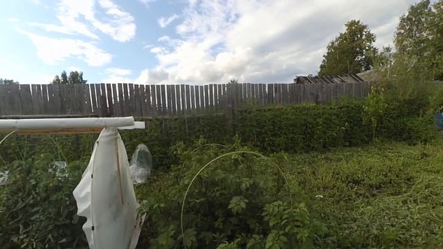 3ч картофель уника 23 07 смотреть онлайн