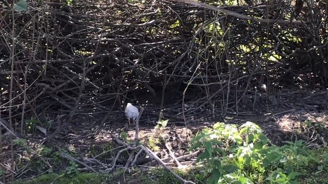 Кусары.Поездка за сливой и яблоками??Кц1ар. смотреть онлайн