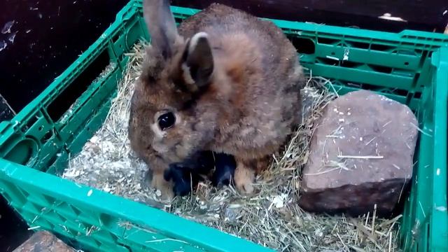 Ч.3 Окрол вне гнезда. Роды крольчихи. Что должен сделать кроликовод. Кролики рождаются. смотреть онлайн