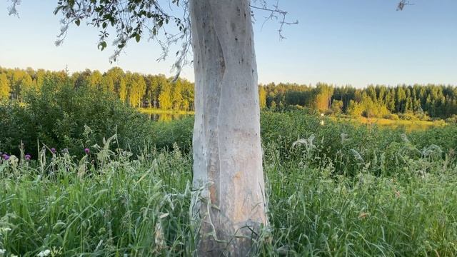 Кто окутал в паутину дерево / Выживет ли берёза ? смотреть онлайн