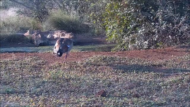 Africam - Cat Eye. Evening - Африка. Вечер смотреть онлайн