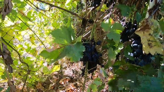 Купили Дом в Станице! / Переезд на Юг / Обзор по нашему участку / Питерцы смотреть онлайн