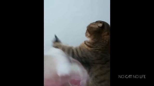 Подборка смешных кошек и собак смотреть онлайн