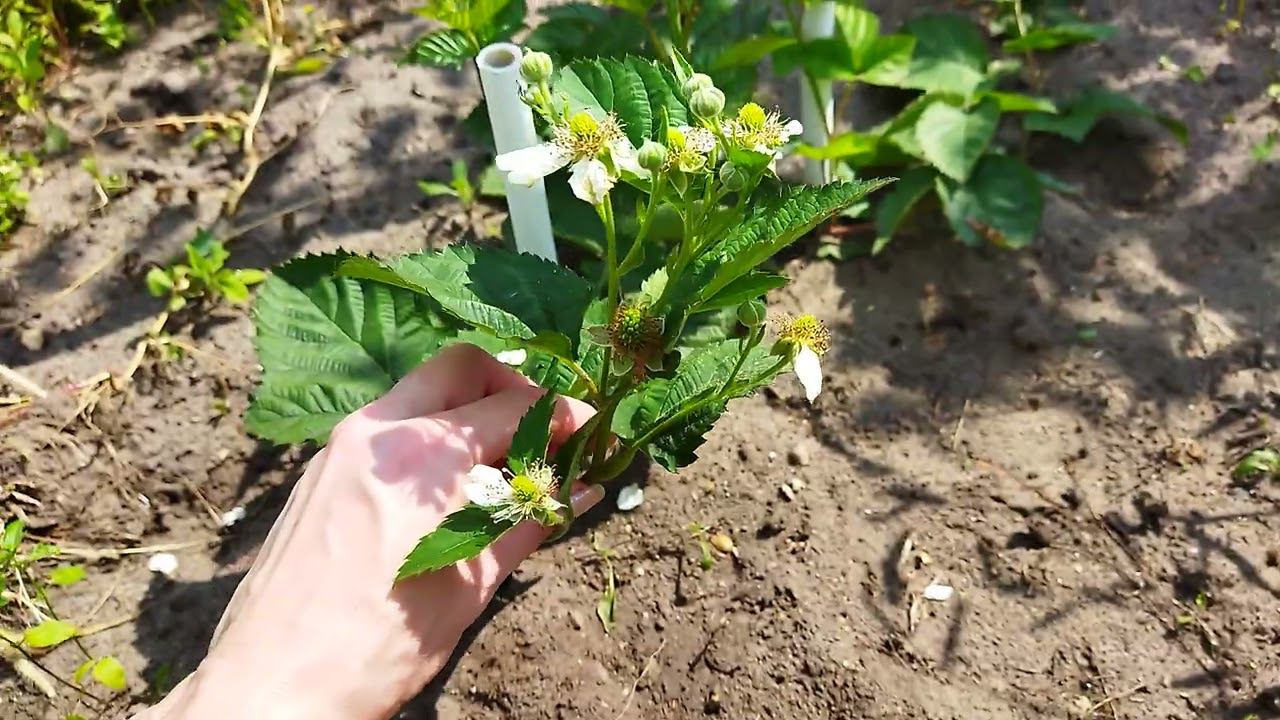 Ремонтантная ежевика Черная магия ( Блэк Мэджик, Black Magic) цветение с июля, мои наблюдения