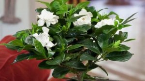 ГАРДЕНИЯ. Как обрезать и формировать крону у Гардении.