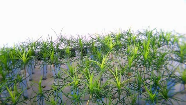 Pinus Sylvestris (scots Pine) Picea Abies (Norway Spruce ) Hydroponics Grow Time Lapse