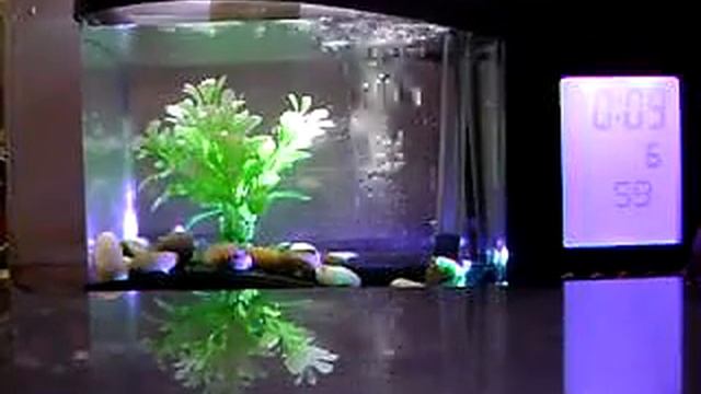 USB Powered рабочего Fish Tank аквариум с 6-LED бе смотреть онлайн