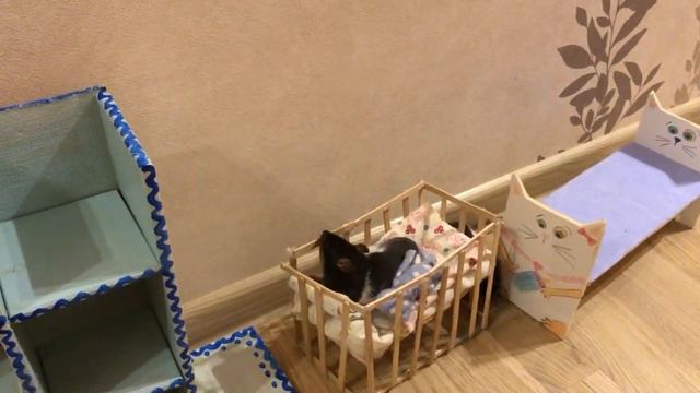 Крысята выбирают себе мебель смотреть онлайн