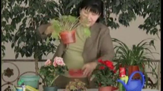 бегония смотреть онлайн