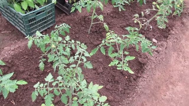 Как приготовить настой древесной золы для внекорневой подкормки томатов смотреть онлайн