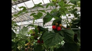 Технология выращивания малины в теплице