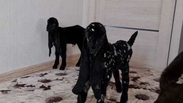 Козы камори. смотреть онлайн