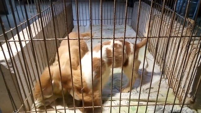 Английский кокер Спаниель щенки мальчики