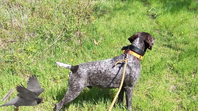 German Shorthaired Pointer: Everything You Need To Know - Is It the Right Dog for You? смотреть онлайн