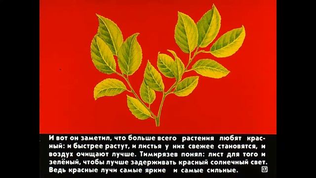 Для чего деревьям листья (познавательный рассказ для маленьких почемучек). Мир вокруг нас. смотреть онлайн