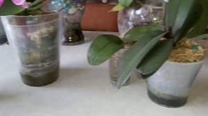 Правильный полив ОРХИДЕЙ в КЕРАМЗИТЕ для активного роста в разных системах посадки