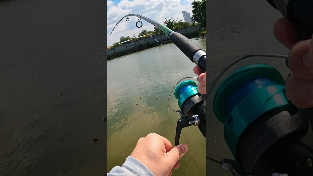 ЕГО не ОСТАНОВИТЬ #рыбалка #трофей #трофейнаярыбалка #крупнаярыба #тайланд #fishing #thailand смотреть онлайн