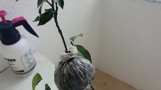 Прививка кумквата маргарита" кинкан" смотреть онлайн