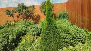 Как сделать спираль из Туи? Стрижка хвойных. Двойная спираль.