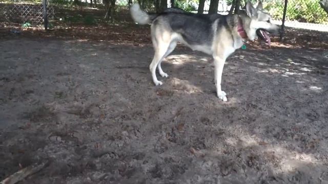K9 Festing like a bunch of frolickers meeting new pal Diesel (pitbull) for sum good times смотреть онлайн