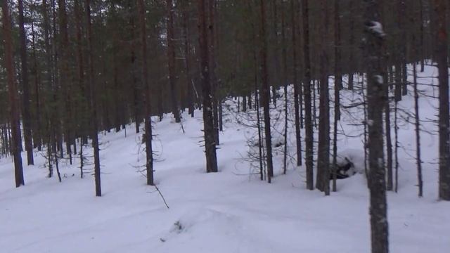 Проверка капканов на куницу / Изба / Куница смотреть онлайн