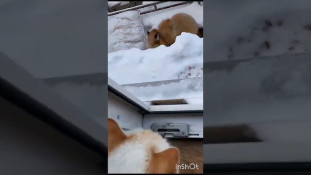 лиса пришла в гости смотреть онлайн