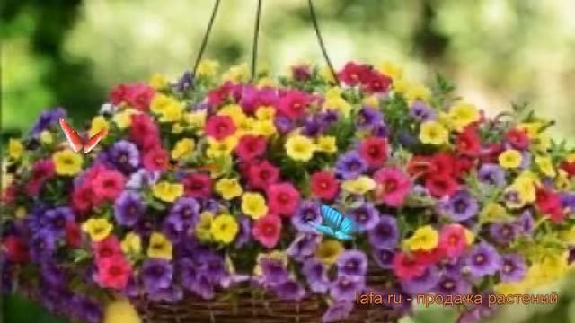Калибрахоа фьюзеблс Парадайз Айланд ? обзор: как сажать, семена калибрахоа Парадайз Айланд смотреть онлайн