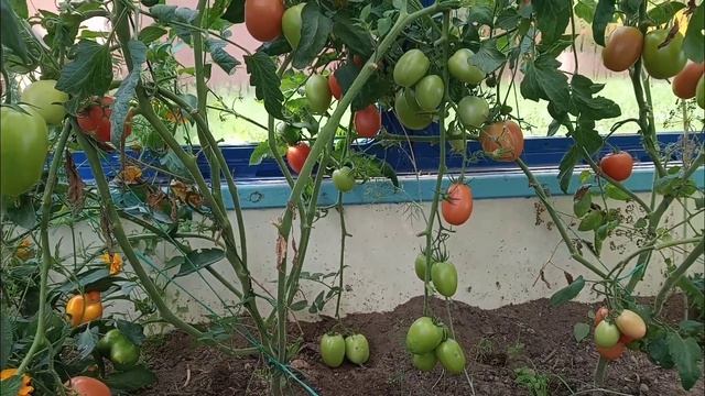 Вкусные и урожайные томаты Пинк Хит, Позано и Дино. Честный и реальный отзыв смотреть онлайн