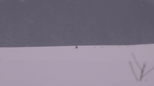 охота на лису с подхода,а так же в мире животных. смотреть онлайн