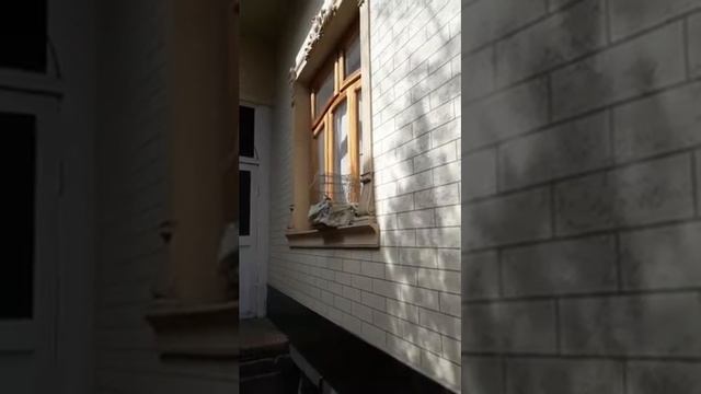 Соловей поет Соловушка видео. как же красиво поет. звуки пения птиц перепелка quail щегол смотреть онлайн