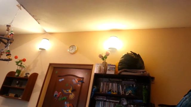 Занятие с арой смотреть онлайн
