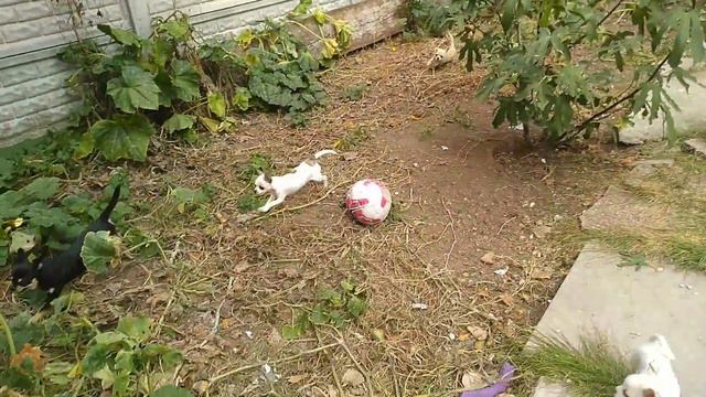 очень быстро бегают наши чихуахуа Симферополь Кастропуло продам щенков смотреть онлайн