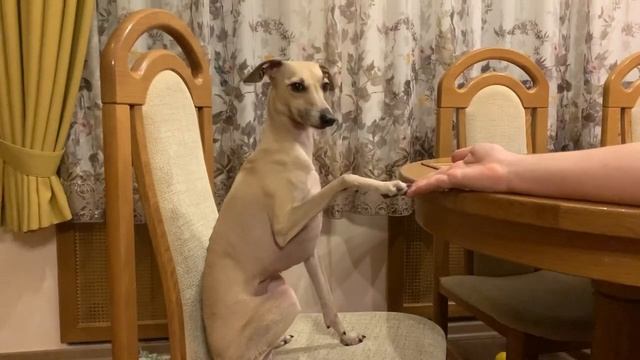 Левретка-интеллигент! Арабеск дает лапу (720p) смотреть онлайн