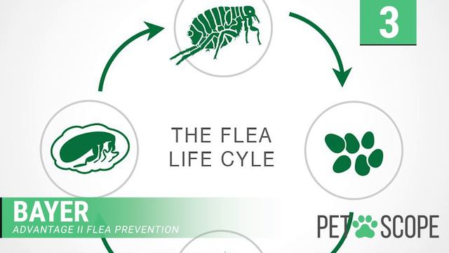 Best Flea Treatment For Cats | 5 Best Cat Flea Treatments 2021 🐱 ✅ смотреть онлайн